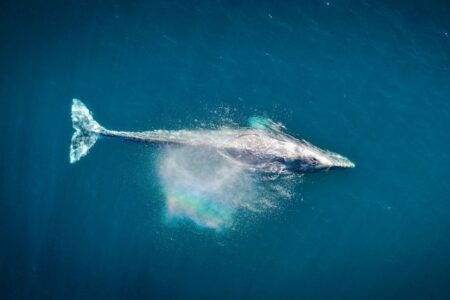 BLUE WHALES SIGHTINGS