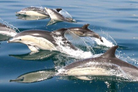 WHALES AND DOLPHINS IN THE STRAIT OF GIBRALTAR