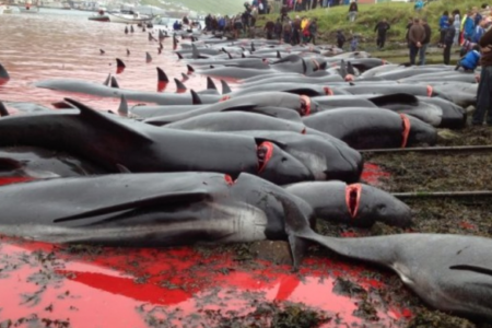 FAROESE LICENSE FOR TRADITION TO KILL