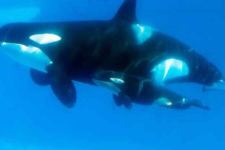 An orca described as the “mother” of all whales has died at SeaWorld in San Diego.
