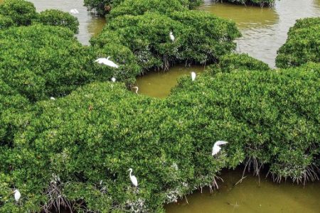 China’s Coastline in 2026: Ecology at a Turning Point